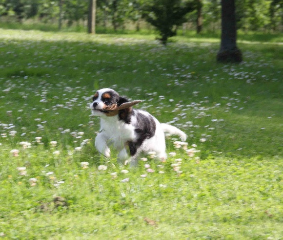 CE CHIOT EST VENDU - Cavalier King Charles Spaniel