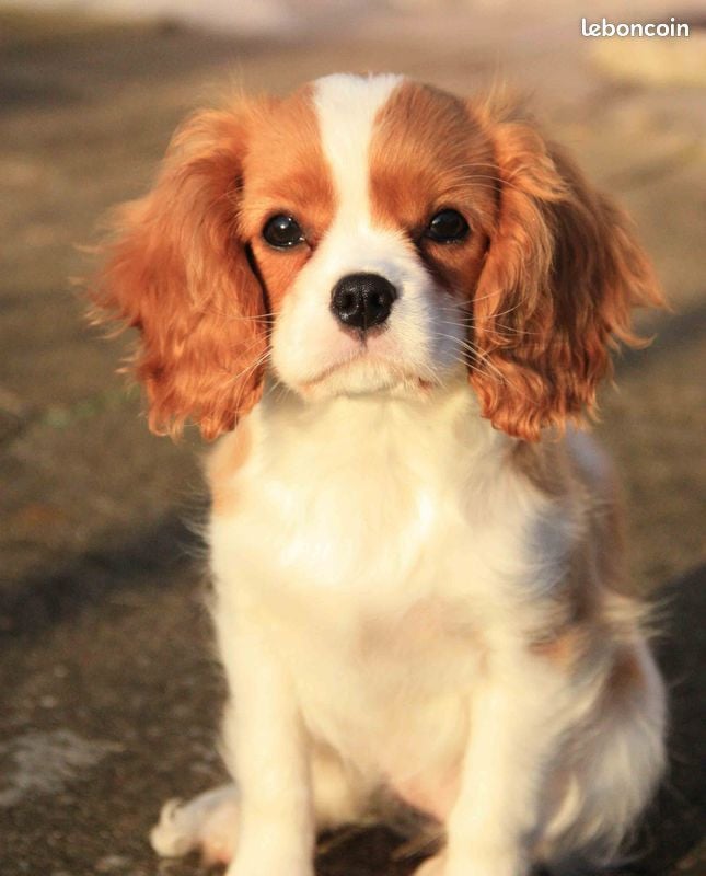 CE CHIOT EST VENDU - Cavalier King Charles Spaniel