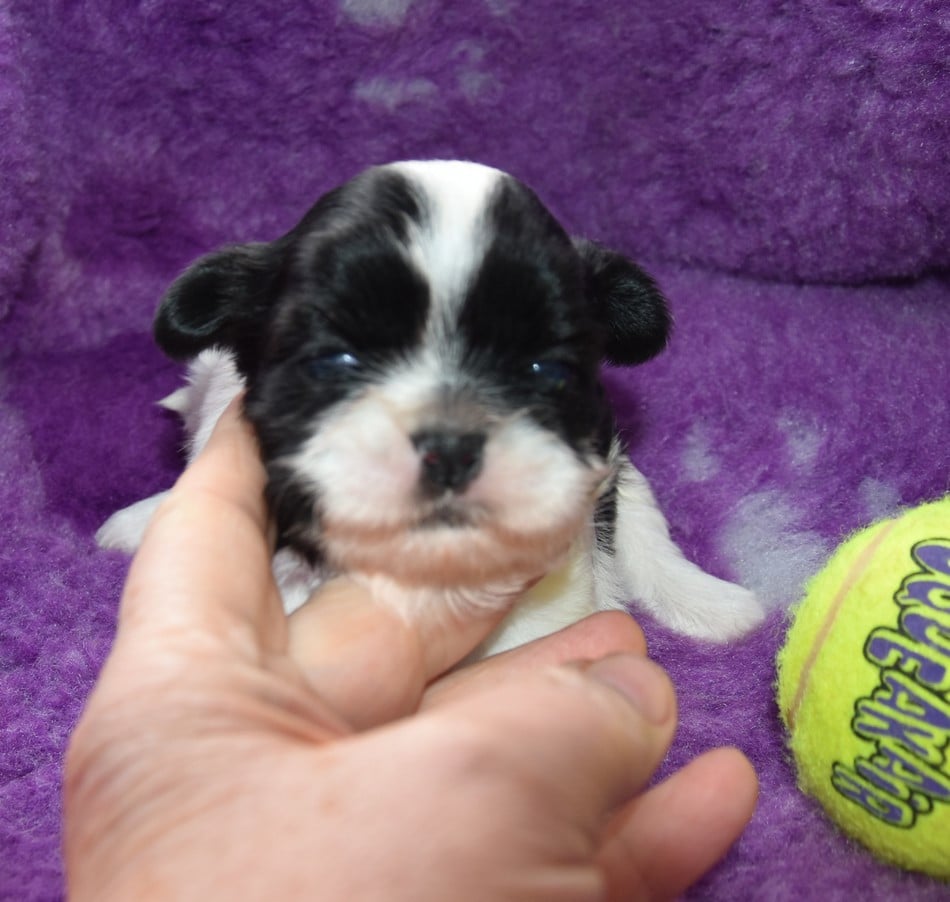 Shih Tzu - de la maison du ryez