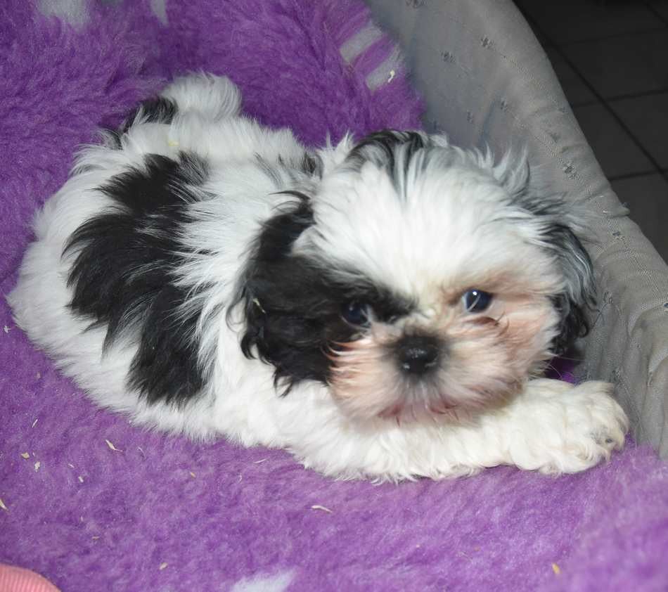 CHIOT 3 B................ de la maison du ryez