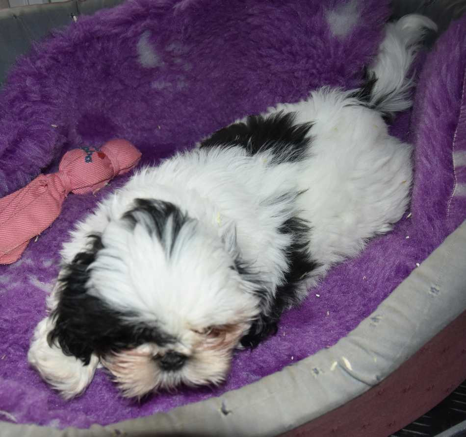 CHIOT 3 B................ de la maison du ryez