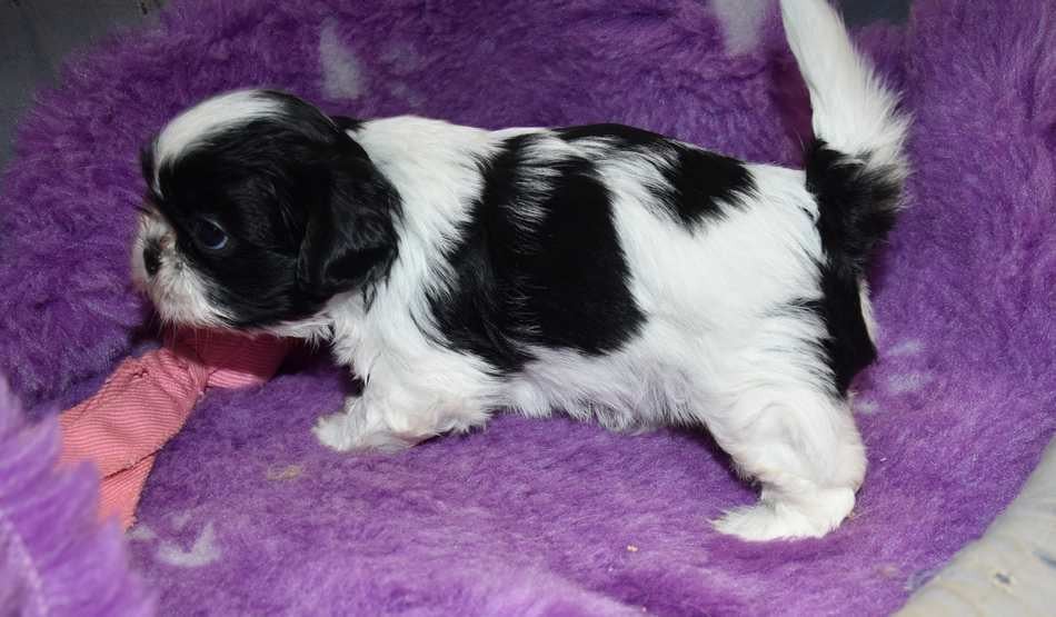 Shih Tzu - de la maison du ryez