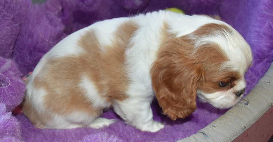 Chiot N°2 B....................... de la maison du