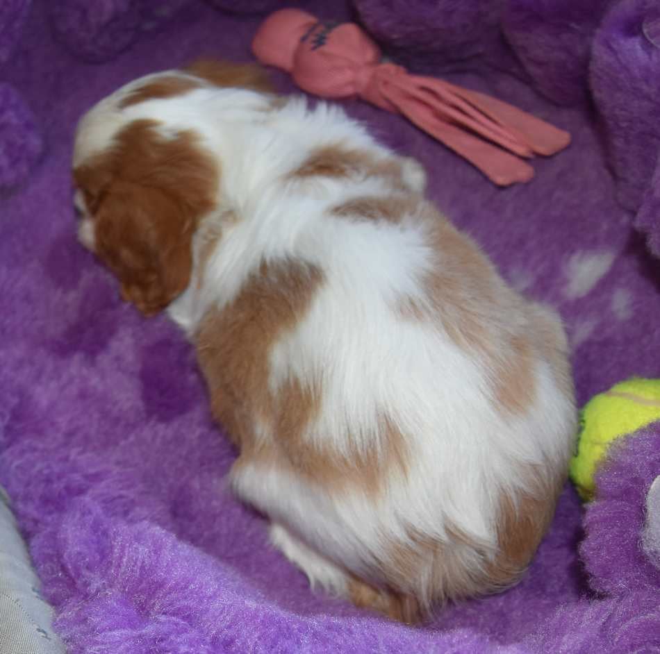 Chiot N°2 B....................... de la maison du
