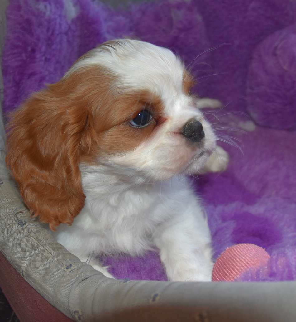 Chiot N°2 B....................... de la maison du