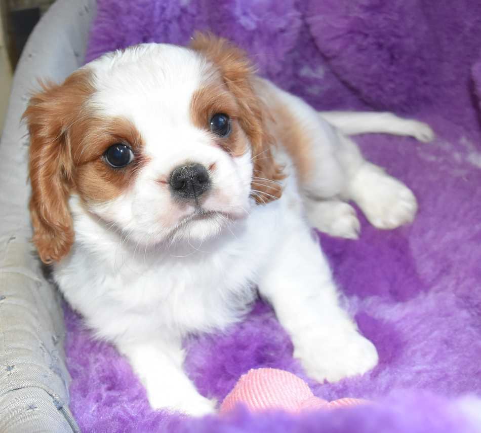 Chiot N°2 B....................... de la maison du