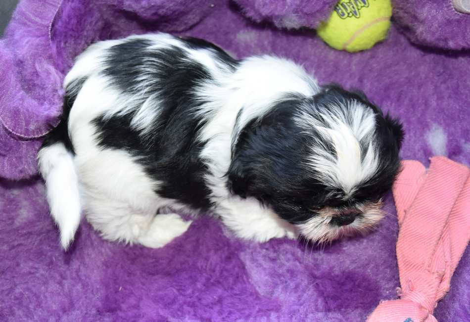 CHIOT 2 B................ de la maison du ryez