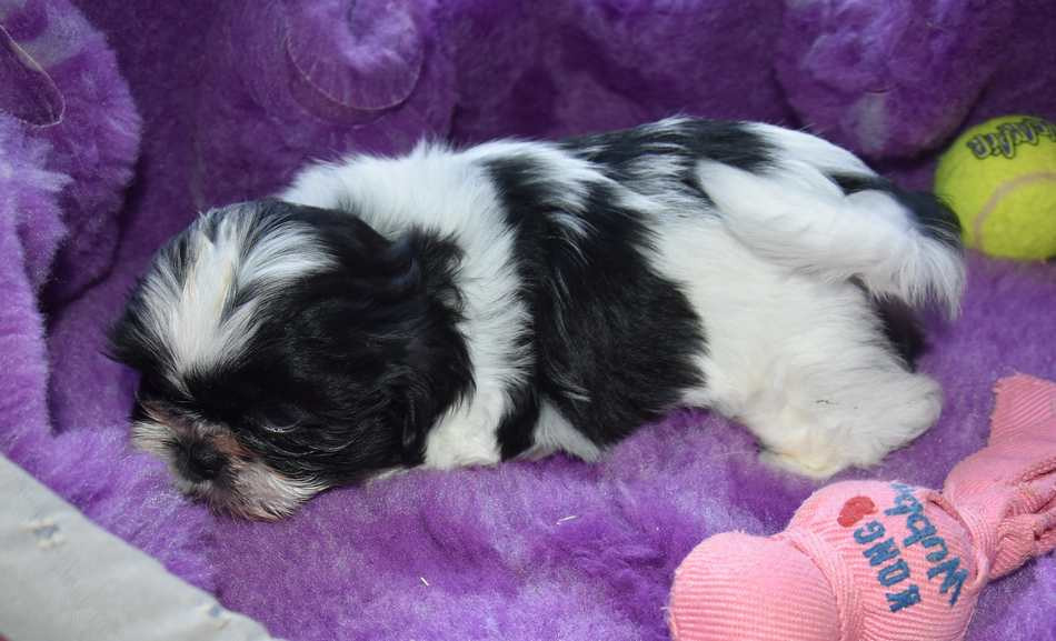 CHIOT 2 B................ de la maison du ryez