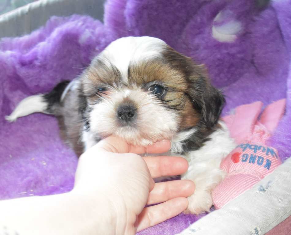 CHIOT 5 B.............. de la maison du ryez