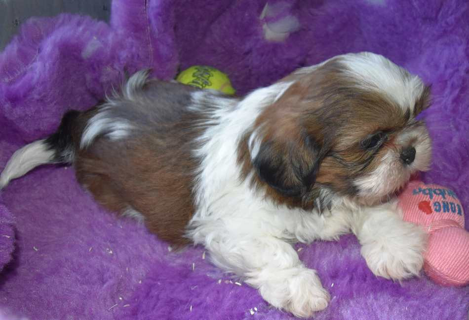 CHIOT 5 B.............. de la maison du ryez