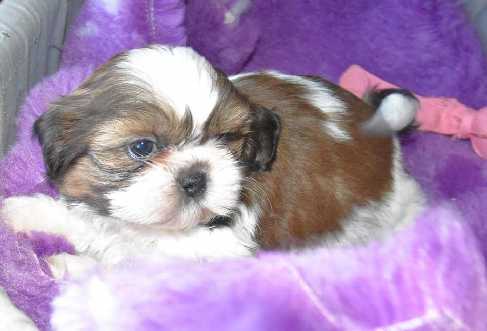 CHIOT 5 B.............. de la maison du ryez