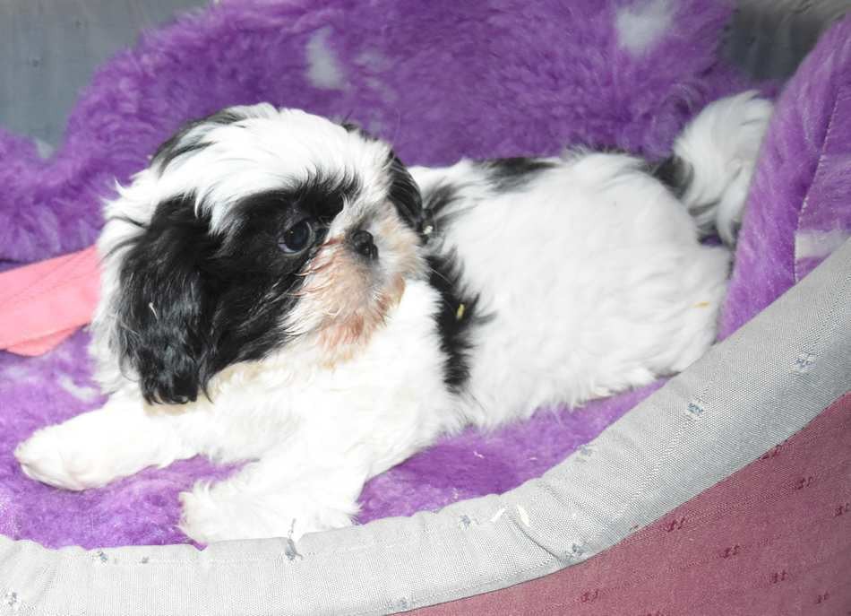 CHIOT 3 B................ de la maison du ryez