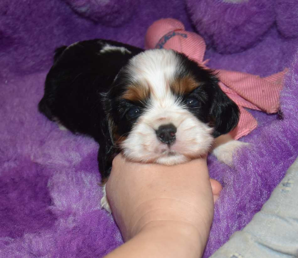 CHIOT 2 B................ de la maison du ryez