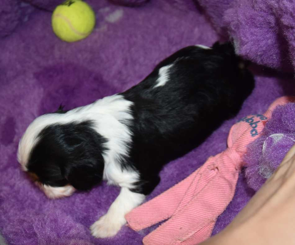 CHIOT 2 B................ de la maison du ryez