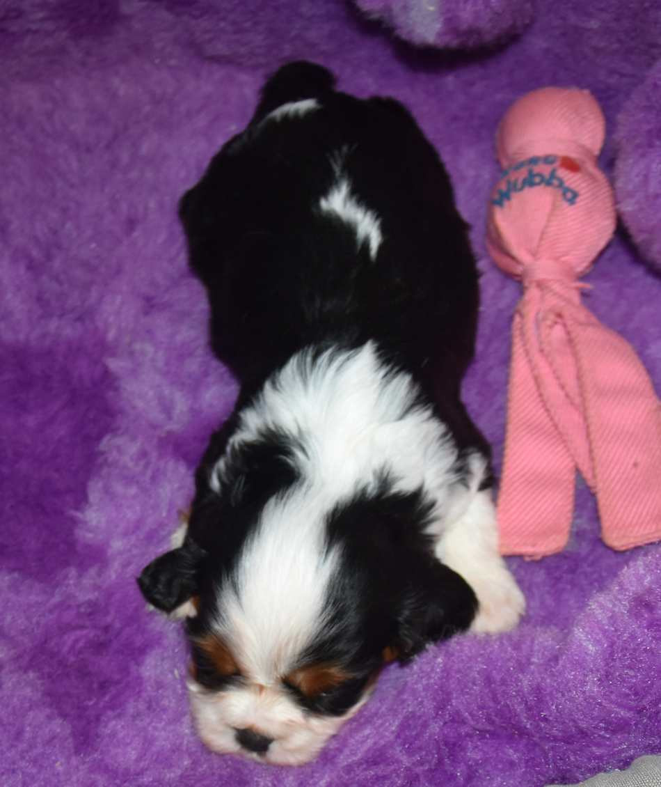 CHIOT 2 B................ de la maison du ryez