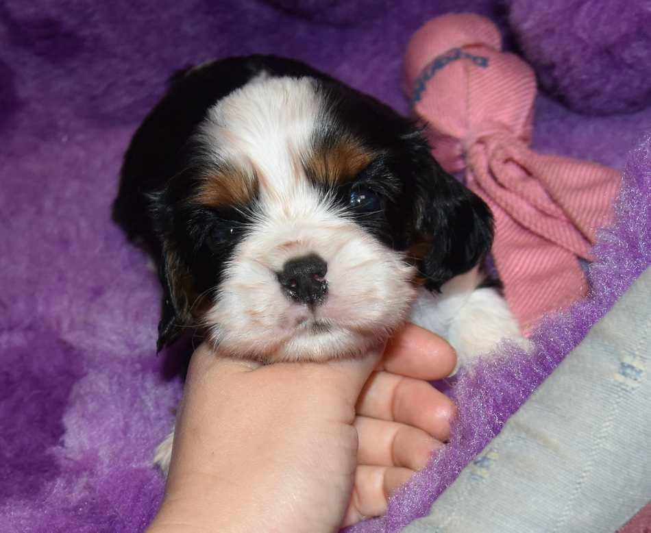 CHIOT 2 B................ de la maison du ryez