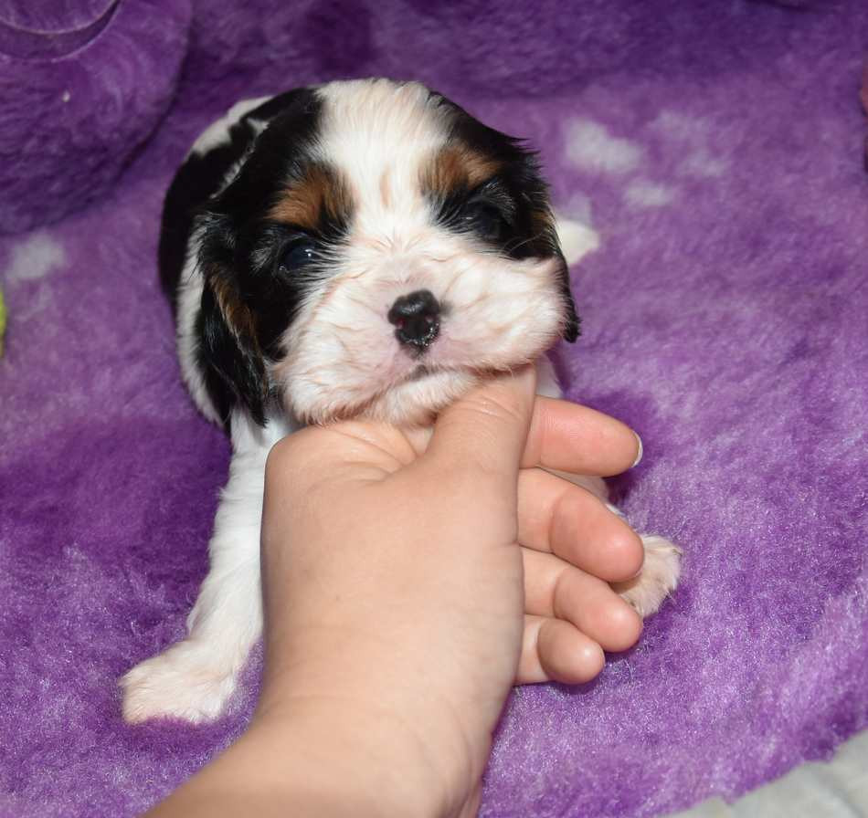 CHIOT 3 B................ de la maison du ryez