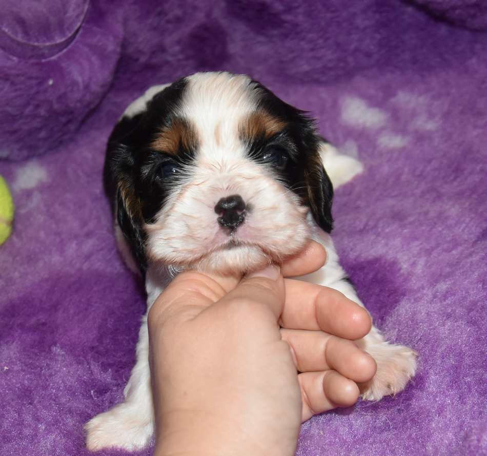 CHIOT 3 B................ de la maison du ryez