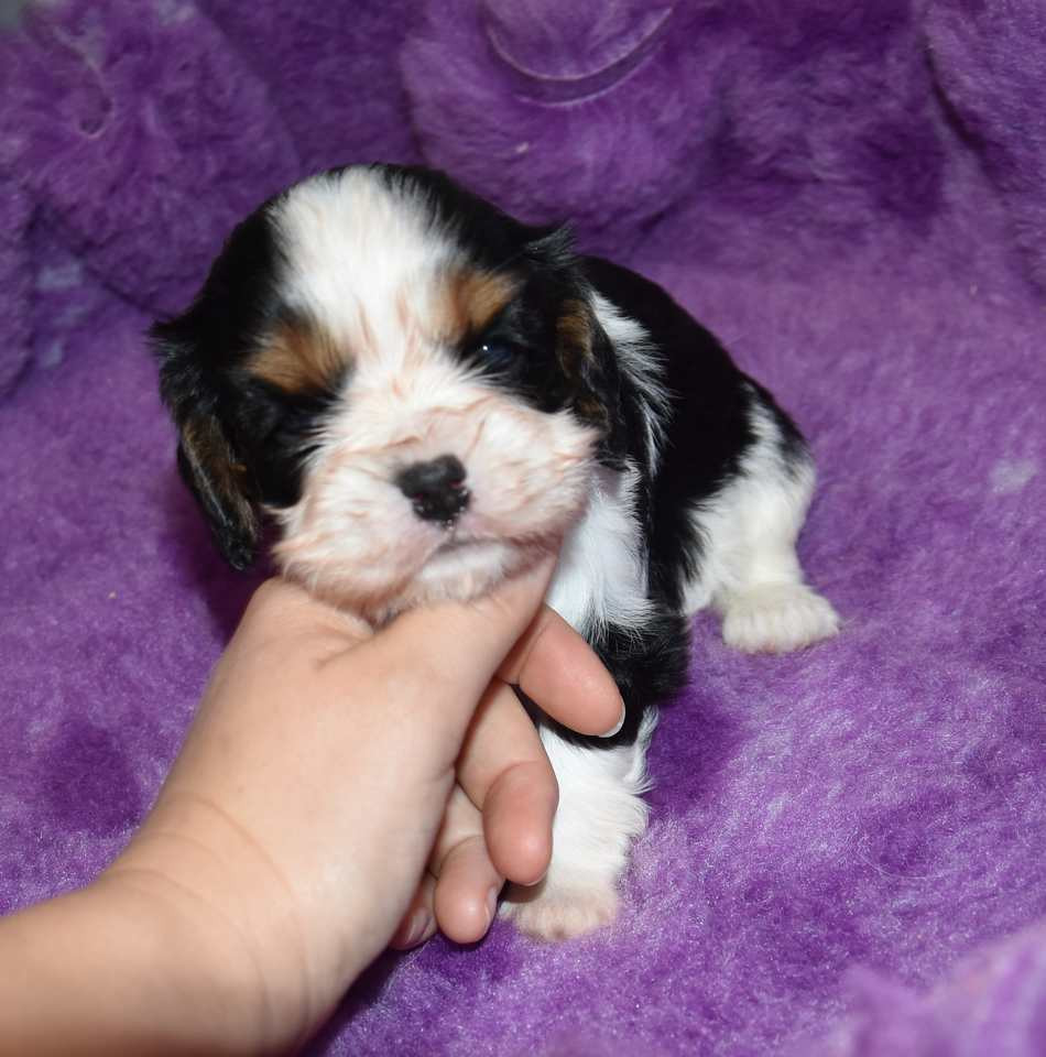 CHIOT 4 B................ de la maison du ryez