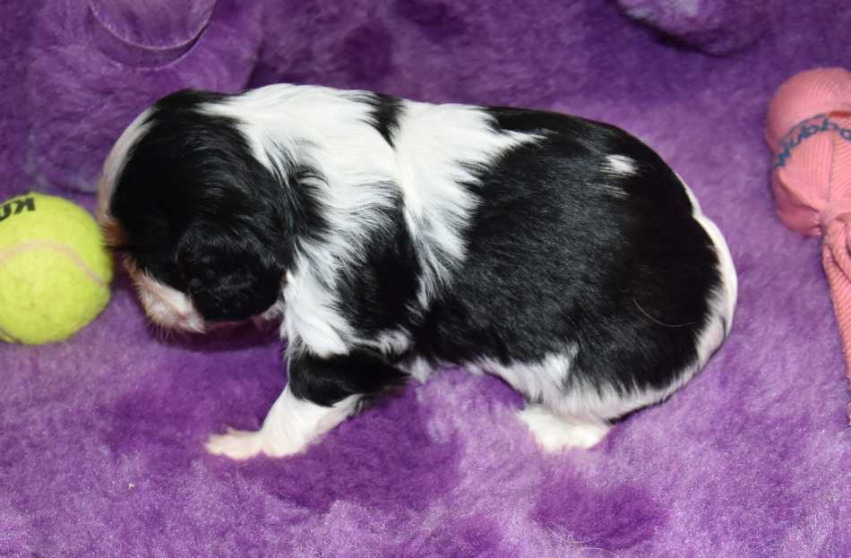 CHIOT 4 B................ de la maison du ryez