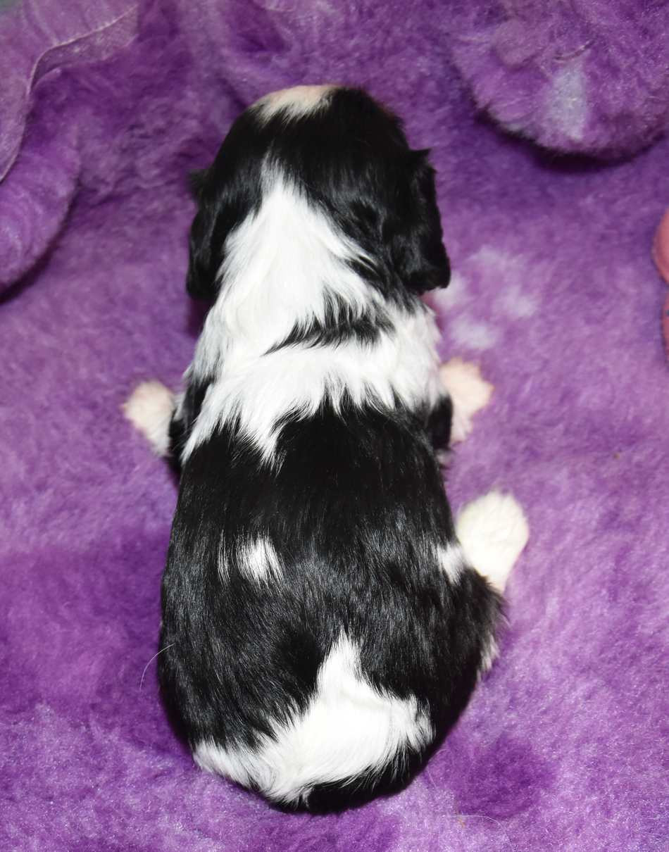 CHIOT 4 B................ de la maison du ryez