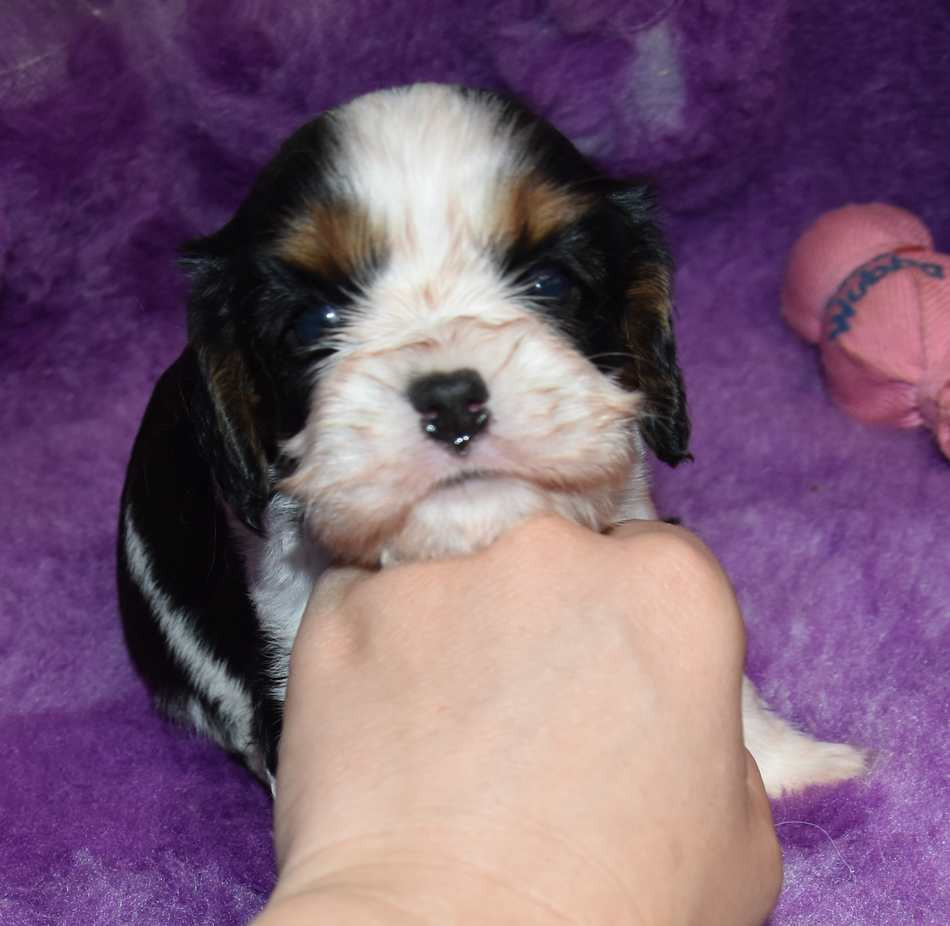 CHIOT 4 B................ de la maison du ryez