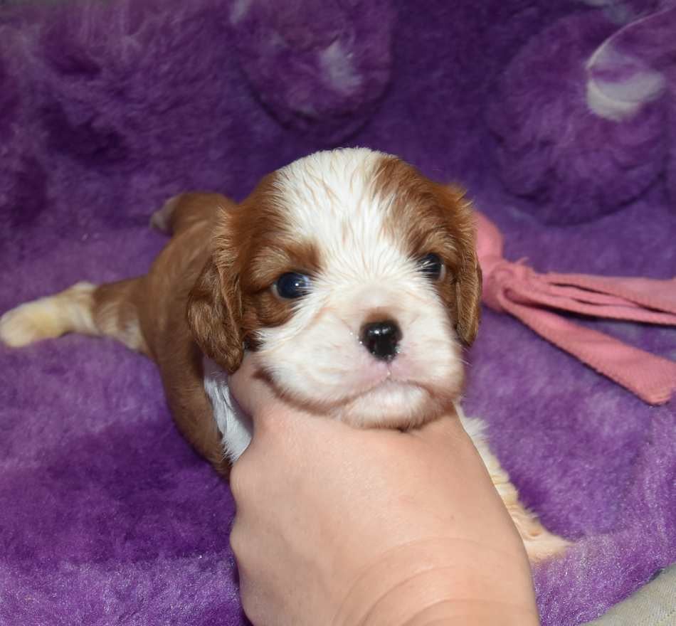 CHIOT 1 B................ de la maison du ryez