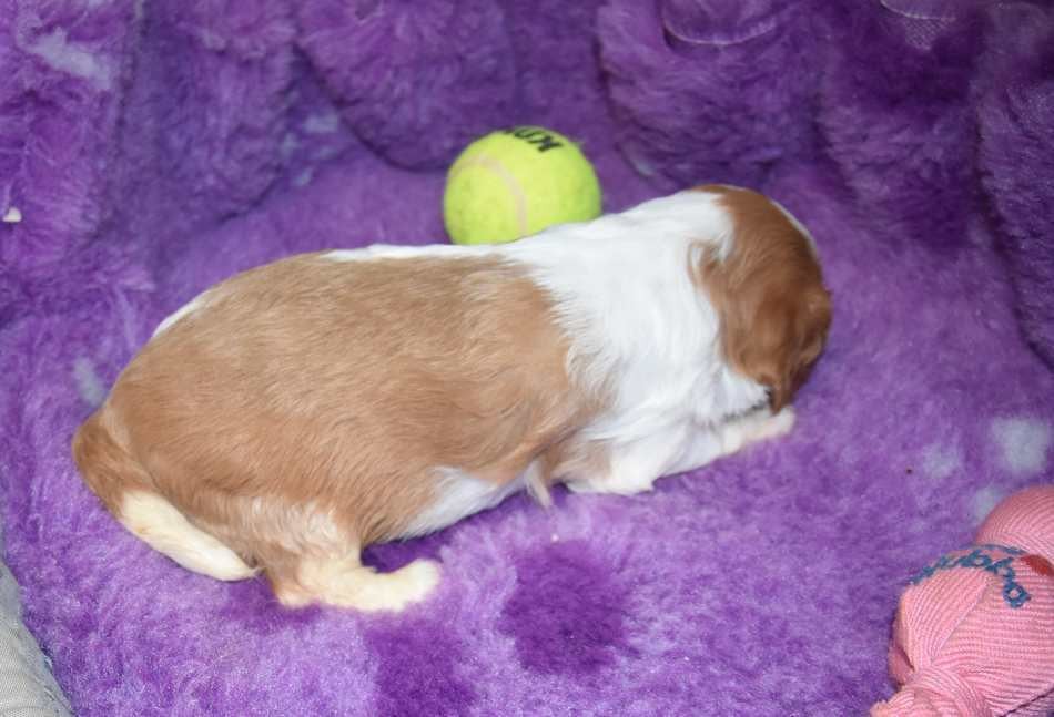 CHIOT 1 B................ de la maison du ryez