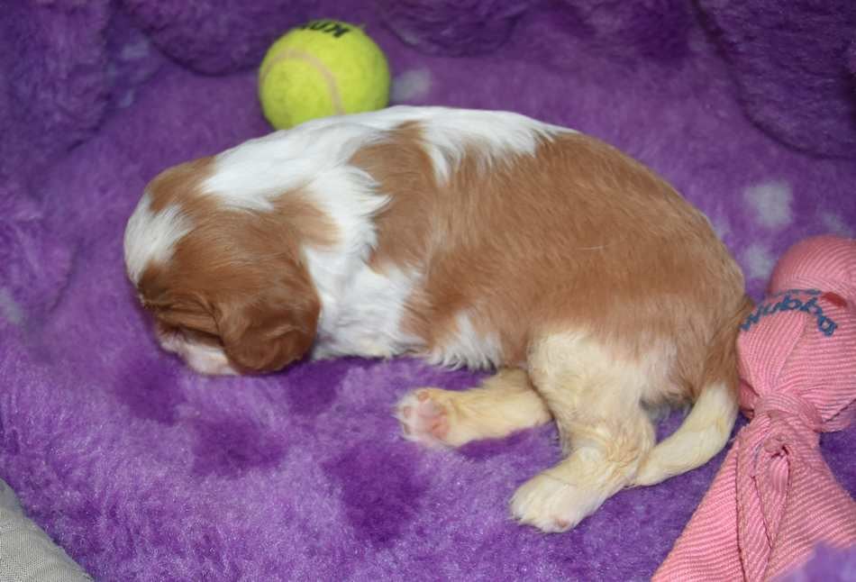 CHIOT 1 B................ de la maison du ryez