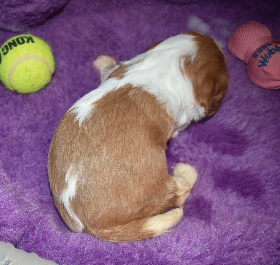 CHIOT 1 B................ de la maison du ryez