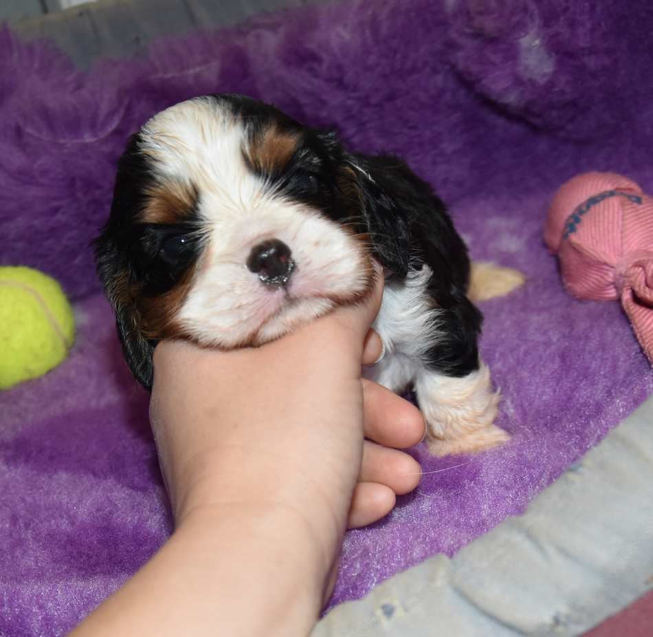CHIOT 3 B................ de la maison du ryez