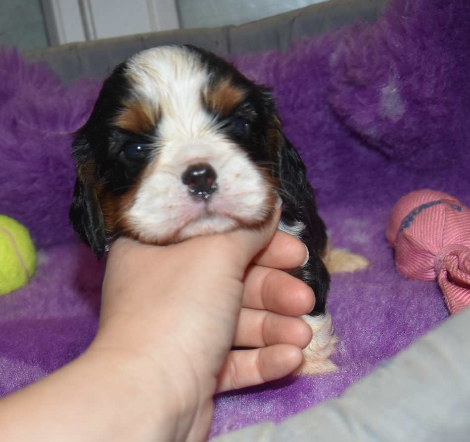 CHIOT 3 B................ de la maison du ryez