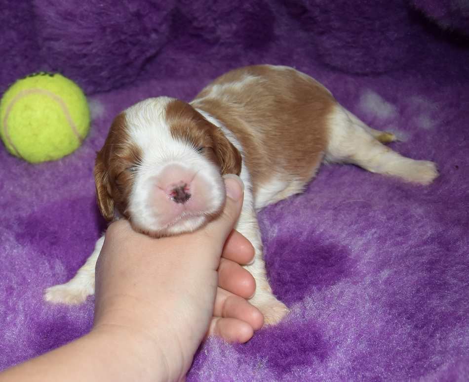 CHIOT 1 B................ de la maison du ryez