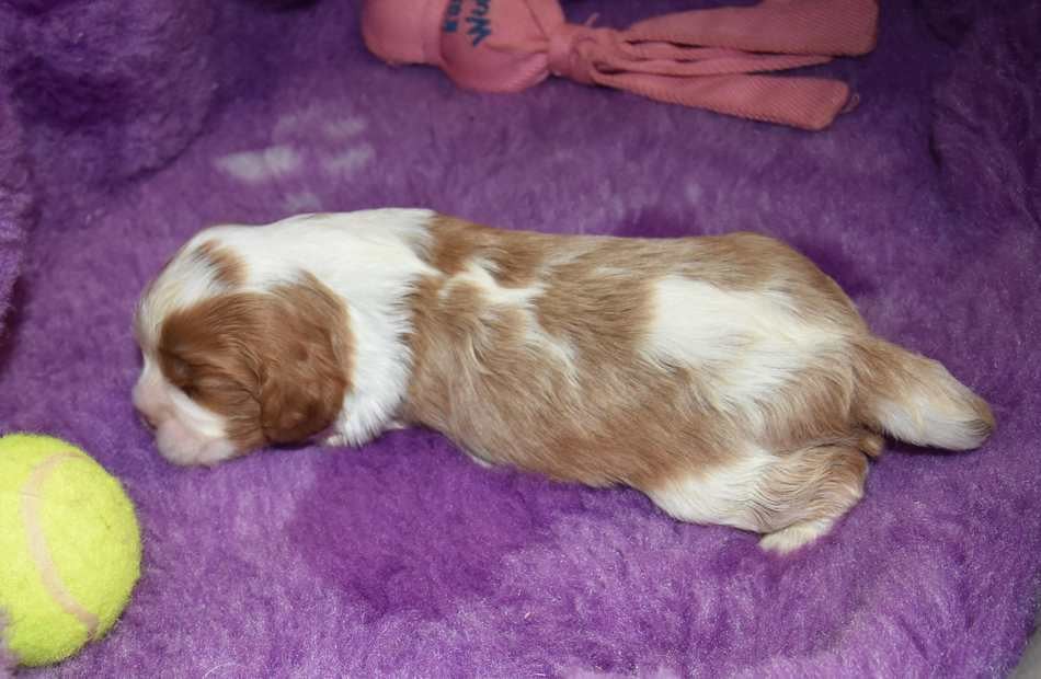 CHIOT 1 B................ de la maison du ryez
