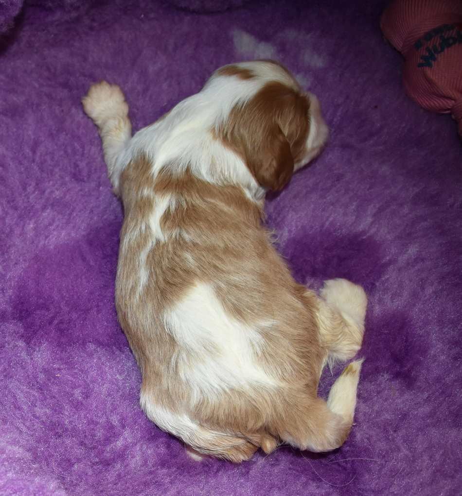 CHIOT 1 B................ de la maison du ryez