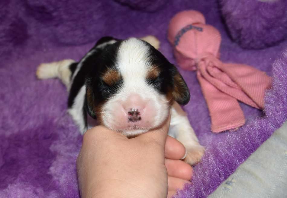 CHIOT 3 B................ de la maison du ryez