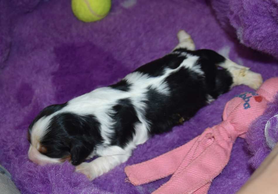 CHIOT 3 B................ de la maison du ryez