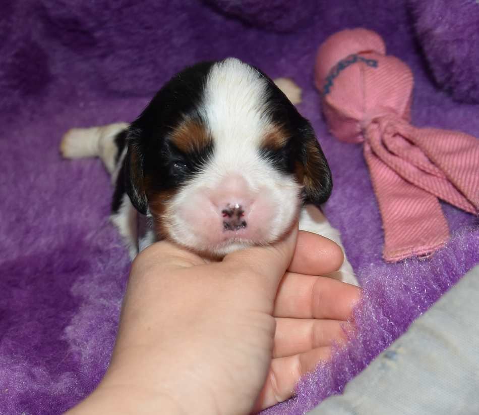 CHIOT 3 B................ de la maison du ryez