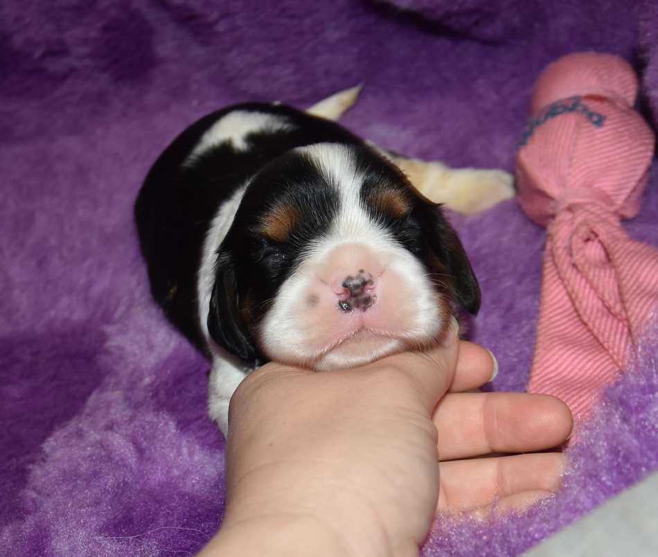 CHIOT 5 B.............. de la maison du ryez