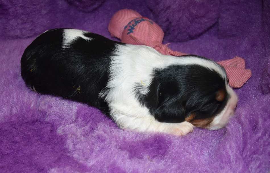 CHIOT 5 B.............. de la maison du ryez