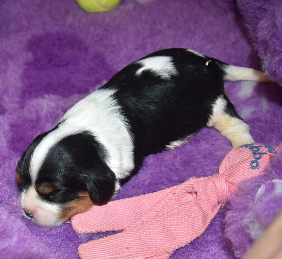 CHIOT 5 B.............. de la maison du ryez