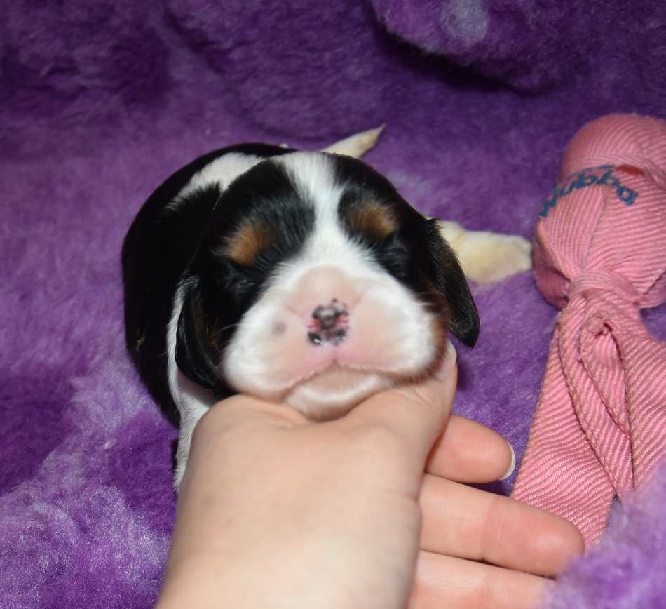CHIOT 5 B.............. de la maison du ryez