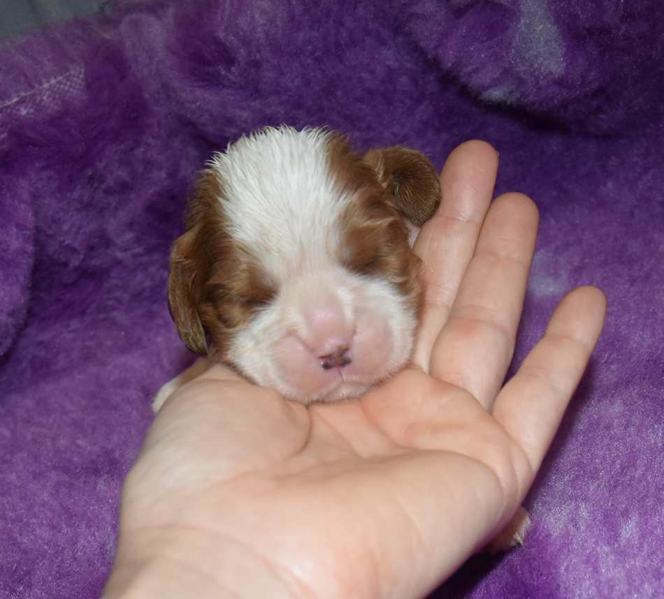 CHIOT 1 B................ de la maison du ryez