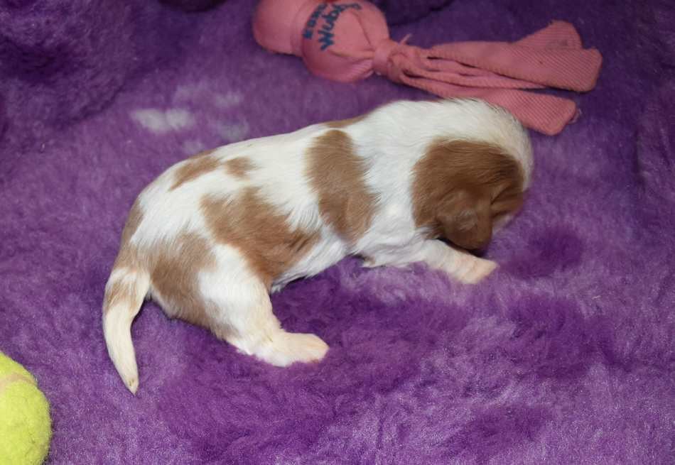 CHIOT 1 B................ de la maison du ryez