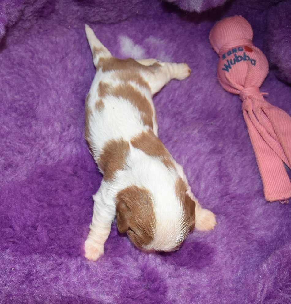 CHIOT 1 B................ de la maison du ryez
