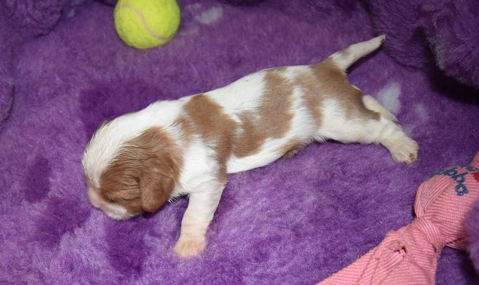 CHIOT 1 B................ de la maison du ryez