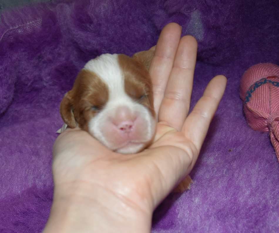CHIOT 2 B................ de la maison du ryez