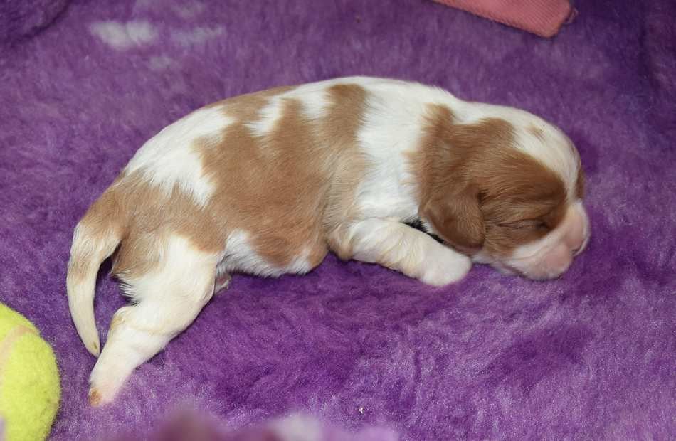 CHIOT 2 B................ de la maison du ryez