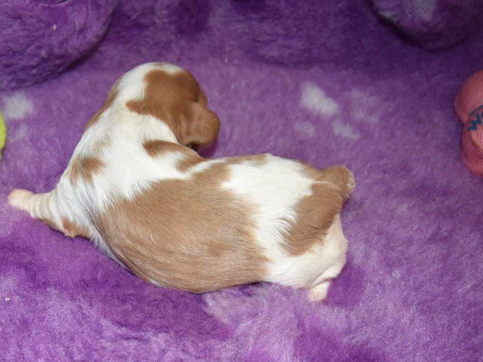 CHIOT 2 B................ de la maison du ryez