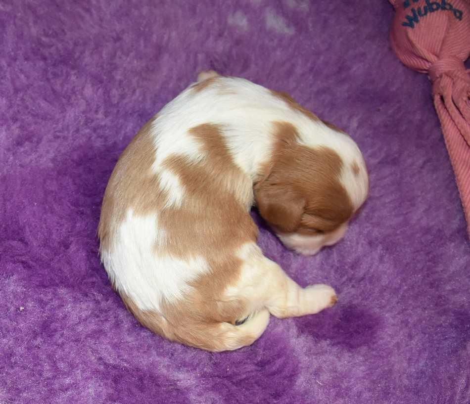 CHIOT 2 B................ de la maison du ryez